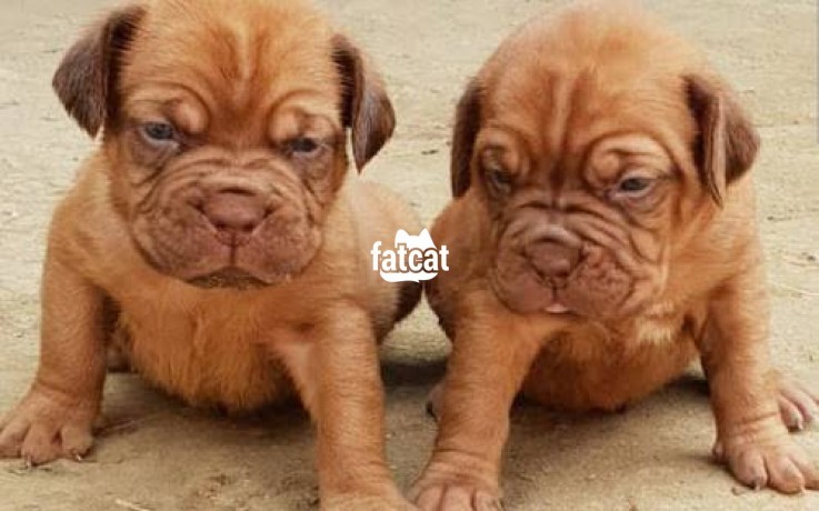 Classified Ads In Nigeria, Best Post Free Ads - cutepurefull-breed-french-mastiff-dogpuppy-available-for-sale-big-1