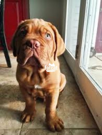Classified Ads In Nigeria, Best Post Free Ads - cutepurefull-breed-french-mastiff-dogpuppy-available-for-sale-big-2