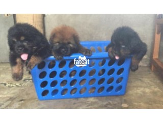 Cute/Pure/Full breed Tibetan Mastiff Dog/Puppy Available For Sale
