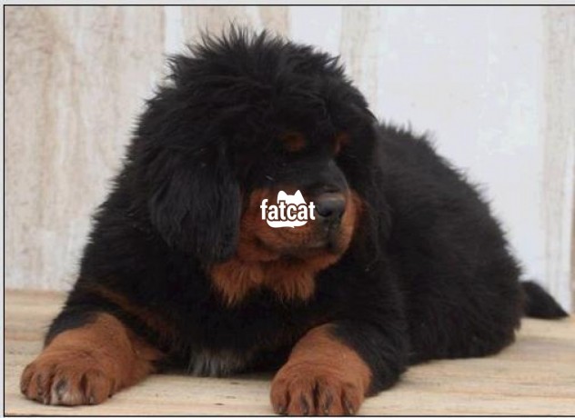 Classified Ads In Nigeria, Best Post Free Ads - cutepurefull-breed-tibetan-mastiff-dogpuppy-available-for-sale-big-1