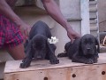 cutepurefull-breed-cane-corso-dogpuppy-available-for-sale-small-1