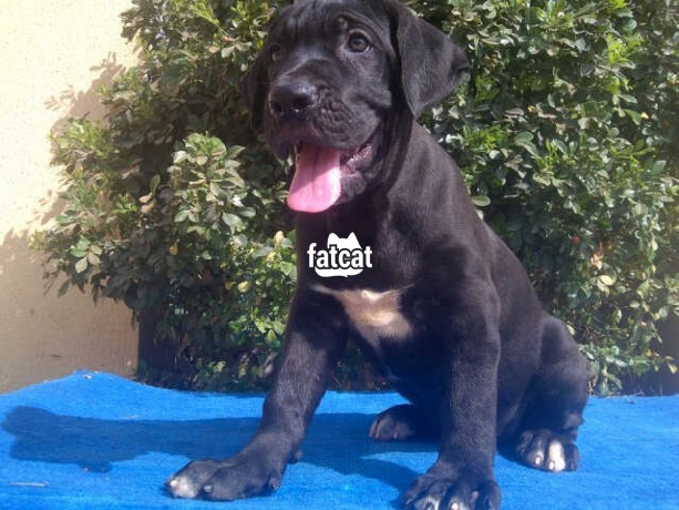 Classified Ads In Nigeria, Best Post Free Ads - cutepurefull-breed-cane-corso-dogpuppy-available-for-sale-big-0
