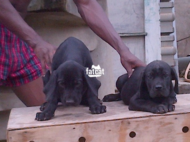 Classified Ads In Nigeria, Best Post Free Ads - cutepurefull-breed-cane-corso-dogpuppy-available-for-sale-big-1