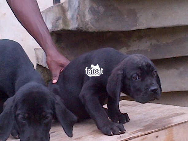 Classified Ads In Nigeria, Best Post Free Ads - cutepurefull-breed-cane-corso-dogpuppy-available-for-sale-big-2