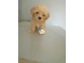 cutepurefull-breed-coton-de-tulear-dogpuppy-available-for-sale-small-1