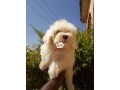 cutepurefull-breed-coton-de-tulear-dogpuppy-available-for-sale-small-0