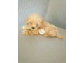 cutepurefull-breed-coton-de-tulear-dogpuppy-available-for-sale-small-2