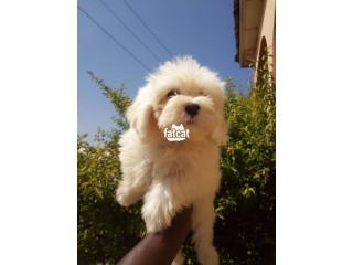 Cute/Pure/Full breed Coton De Tulear Dog/Puppy Available For Sale