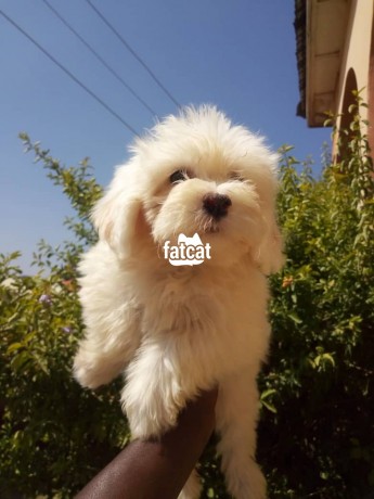 Classified Ads In Nigeria, Best Post Free Ads - cutepurefull-breed-coton-de-tulear-dogpuppy-available-for-sale-big-0