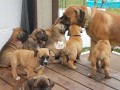 pure-boerboel-dogpuppy-for-sale-small-2