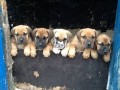 pure-boerboel-dogpuppy-for-sale-small-0