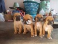 pure-boerboel-dogpuppy-for-sale-small-1