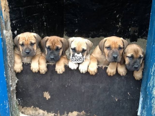 Classified Ads In Nigeria, Best Post Free Ads - pure-boerboel-dogpuppy-for-sale-big-0