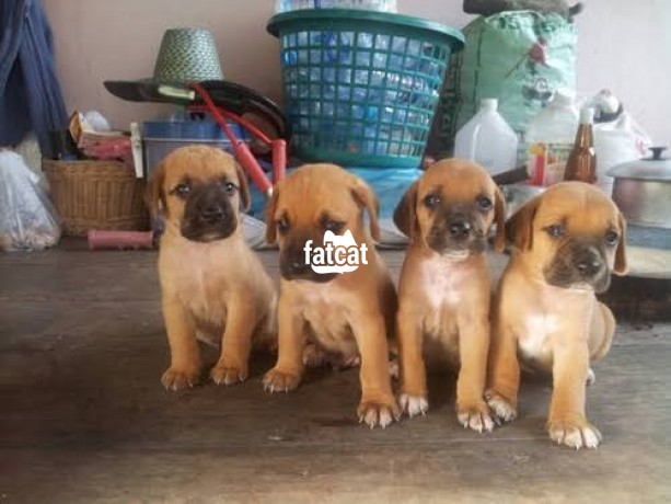 Classified Ads In Nigeria, Best Post Free Ads - pure-boerboel-dogpuppy-for-sale-big-1