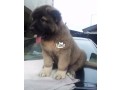 cutepurefull-breed-caucasian-dogpuppy-available-for-sale-small-2