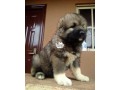 cutepurefull-breed-caucasian-dogpuppy-available-for-sale-small-0