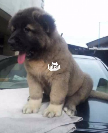 Classified Ads In Nigeria, Best Post Free Ads - cutepurefull-breed-caucasian-dogpuppy-available-for-sale-big-2