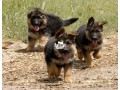 cutepurefull-breed-german-shepherd-dogpuppy-available-for-sale-small-0