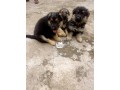 cutepurefull-breed-german-shepherd-dogpuppy-available-for-sale-small-2