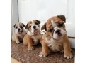 cutepurefull-breed-bull-dogpuppy-available-for-sale-going-for-n55000-small-0