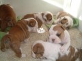 cutepurefull-breed-bull-dogpuppy-available-for-sale-going-for-n55000-small-1