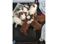 cutepurefull-breed-bull-dogpuppy-available-for-sale-going-for-n55000-small-2