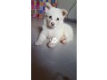 cutepurefull-breed-samoyed-dogpuppy-available-for-sale-small-1