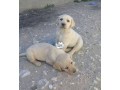 cutepurefull-breed-labrador-retriever-dogpuppy-available-for-sale-small-1