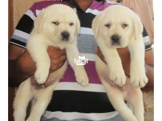 Cute/Pure/Full breed Labrador Retriever Dog/Puppy Available For Sale