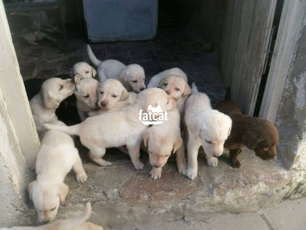 Classified Ads In Nigeria, Best Post Free Ads - cutepurefull-breed-labrador-retriever-dogpuppy-available-for-sale-big-2