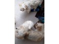 cutepurefull-breed-lhasa-apso-dogpuppy-available-for-sale-small-1