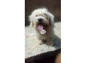 cutepurefull-breed-lhasa-apso-dogpuppy-available-for-sale-small-0