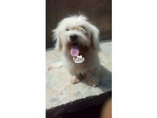 Cute/Pure/Full breed Lhasa Apso Dog/Puppy Available For Sale
