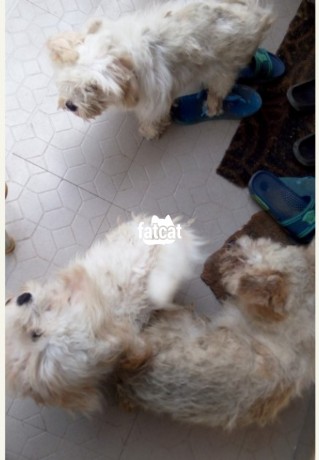 Classified Ads In Nigeria, Best Post Free Ads - cutepurefull-breed-lhasa-apso-dogpuppy-available-for-sale-big-1