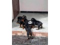rottweiler-puppies-available-for-sale-small-1