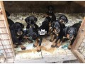rottweiler-puppies-available-for-sale-small-0