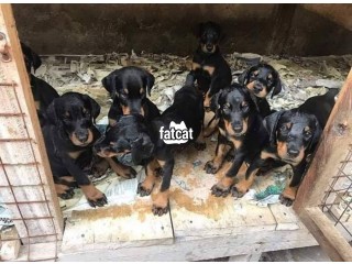 Rottweiler puppies available for sale