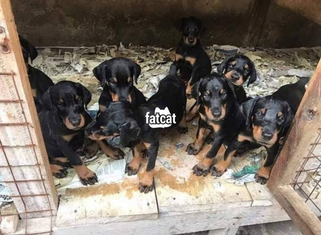 Classified Ads In Nigeria, Best Post Free Ads - rottweiler-puppies-available-for-sale-big-0