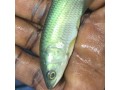 arowana-fish-seed-small-2