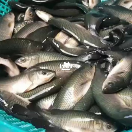 Classified Ads In Nigeria, Best Post Free Ads - arowana-fish-seed-big-0