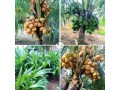 dwarf-coconut-seedlings-small-2