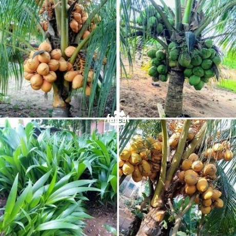 Classified Ads In Nigeria, Best Post Free Ads - dwarf-coconut-seedlings-big-2