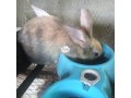 rabbits-weaners-small-1