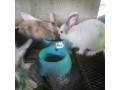 rabbits-weaners-small-0