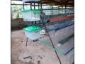 poultry-cage-small-3