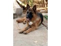 5-months-german-shepherd-slant-back-small-4