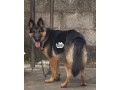 5-months-german-shepherd-slant-back-small-2