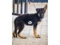 5-months-german-shepherd-slant-back-small-3