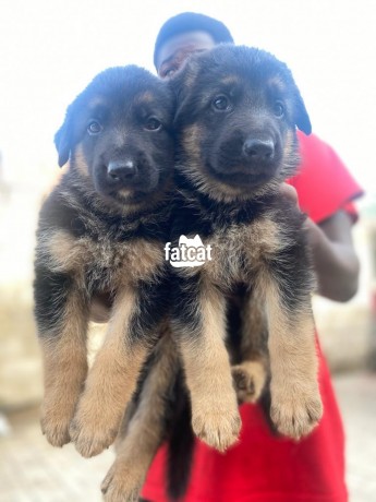 Slant back german shepherd hot sale puppies