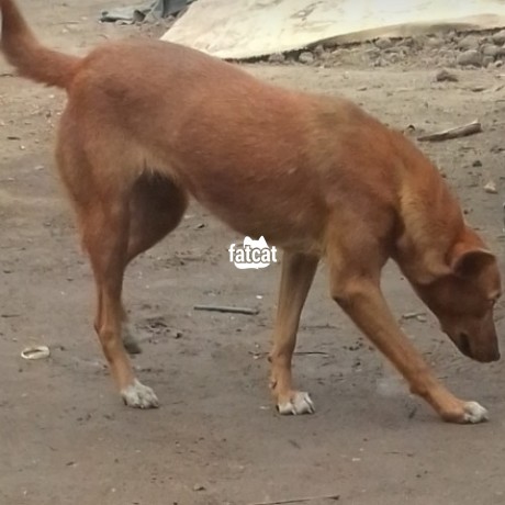 what breed are nigerian local dogs